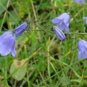 <b>Campanula rotundifolia </b> Rundblättrige Glockenblume