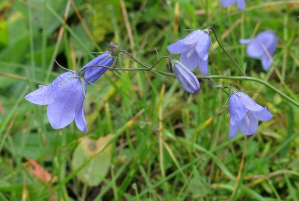 <b>Campanula rotundifolia </b> Rundblättrige Glockenblume