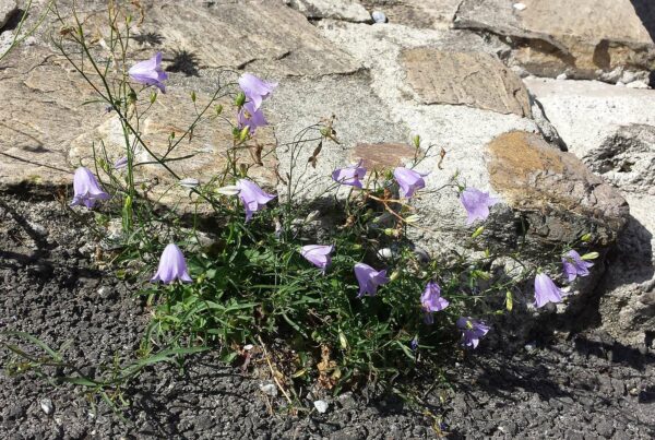 <b>Campanula rotundifolia </b> Rundblättrige Glockenblume – Bild 2