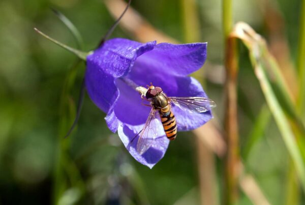 <b>Campanula rotundifolia </b> Rundblättrige Glockenblume – Bild 3