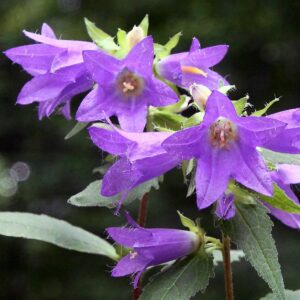 <b>Campanula trachelium </b> Nesselblättrige Glockenblume