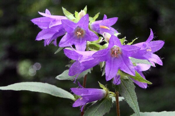 <b>Campanula trachelium </b> Nesselblättrige Glockenblume