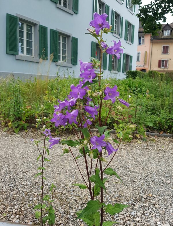 <b>Campanula trachelium </b> Nesselblättrige Glockenblume – Bild 2