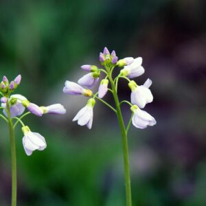 <b>Cardamine pratensis </b> Wiesen-Schaumkraut