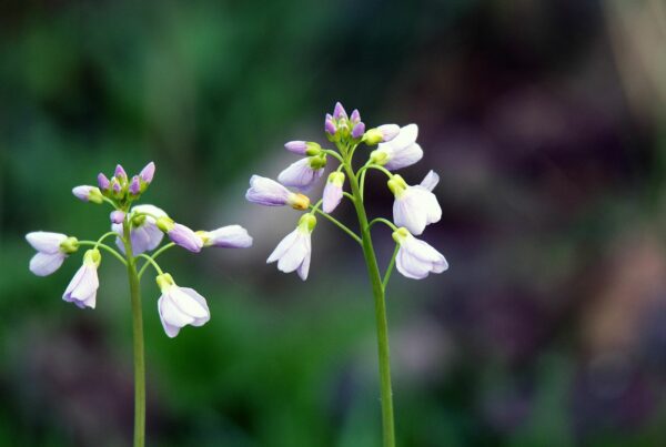 <b>Cardamine pratensis </b> Wiesen-Schaumkraut