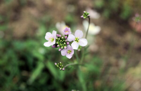 <b>Cardamine pratensis </b> Wiesen-Schaumkraut – Bild 2
