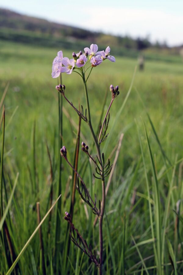 <b>Cardamine pratensis </b> Wiesen-Schaumkraut – Bild 4