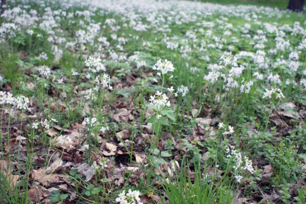 <b>Cardamine pratensis </b> Wiesen-Schaumkraut – Bild 3