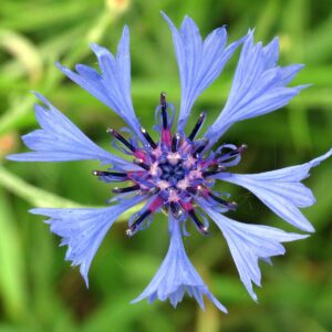 <b>Centaurea cyanus</b> Korn-Flockenblume