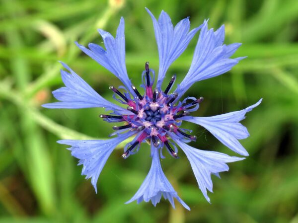 <b>Centaurea cyanus</b> Korn-Flockenblume