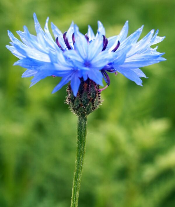 <b>Centaurea cyanus</b> Korn-Flockenblume – Bild 2