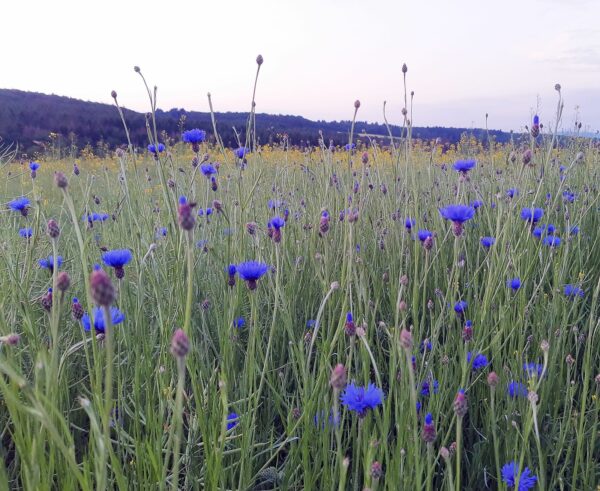 <b>Centaurea cyanus</b> Korn-Flockenblume – Bild 3
