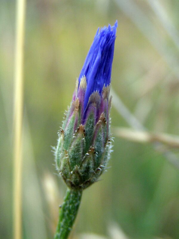<b>Centaurea cyanus</b> Korn-Flockenblume – Bild 4