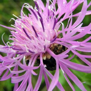 <b>Centaurea jacea</b> Wiesen-Flockenblume