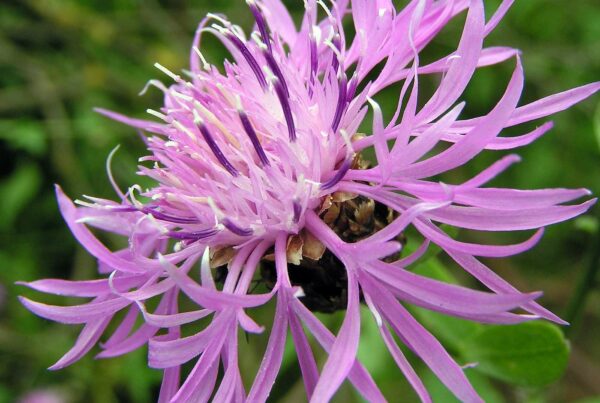 <b>Centaurea jacea</b> Wiesen-Flockenblume
