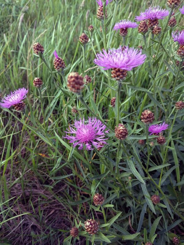 <b>Centaurea jacea</b> Wiesen-Flockenblume – Bild 2