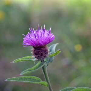 <b>Centaurea nigra</b> Schwarze Flockenblume