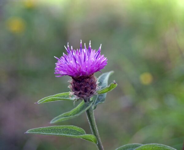 <b>Centaurea nigra</b> Schwarze Flockenblume