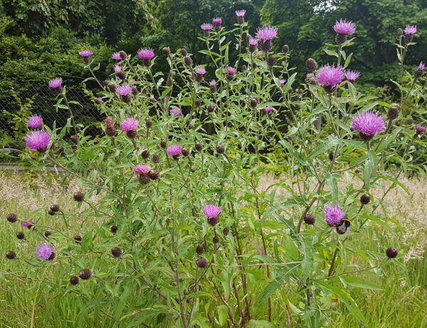 <b>Centaurea nigra</b> Schwarze Flockenblume – Bild 2