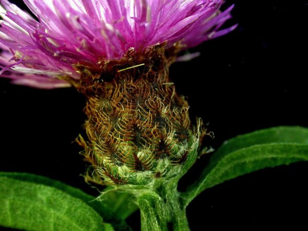 <b>Centaurea nigra</b> Schwarze Flockenblume – Bild 3