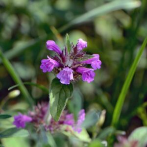 <b>Clinopodium vulgare</b> Wirbeldost