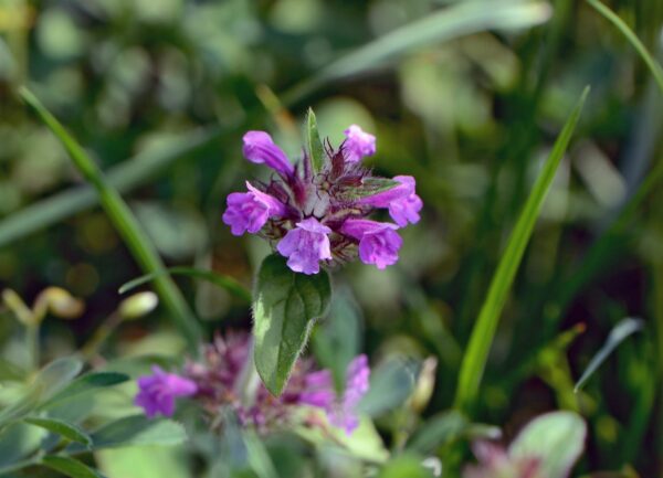 <b>Clinopodium vulgare</b> Wirbeldost