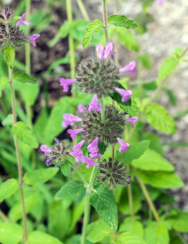 <b>Clinopodium vulgare</b> Wirbeldost – Bild 2