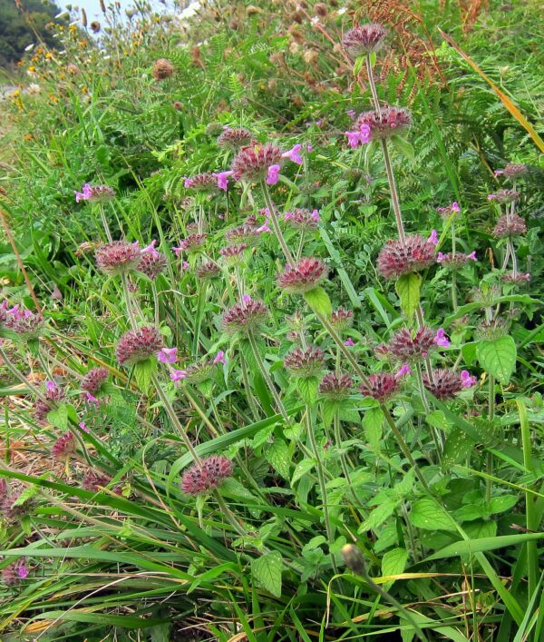<b>Clinopodium vulgare</b> Wirbeldost – Bild 3