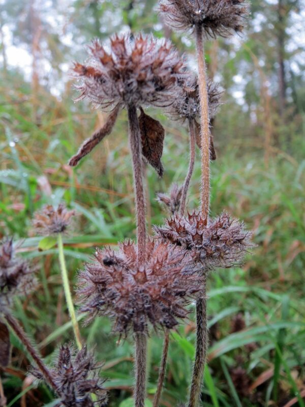 <b>Clinopodium vulgare</b> Wirbeldost – Bild 4