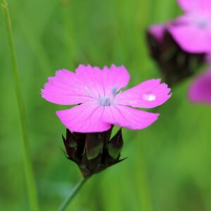 <b>Dianthus carthusianorum</b> Kartäuser-Nelke