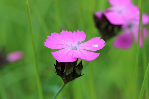 <b>Dianthus carthusianorum</b> Kartäuser-Nelke