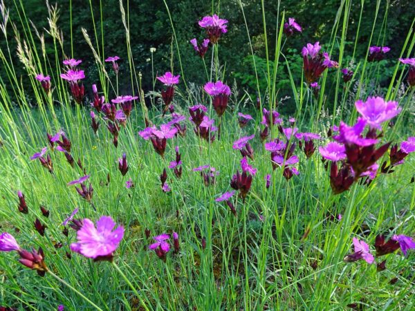 <b>Dianthus carthusianorum</b> Kartäuser-Nelke – Bild 2