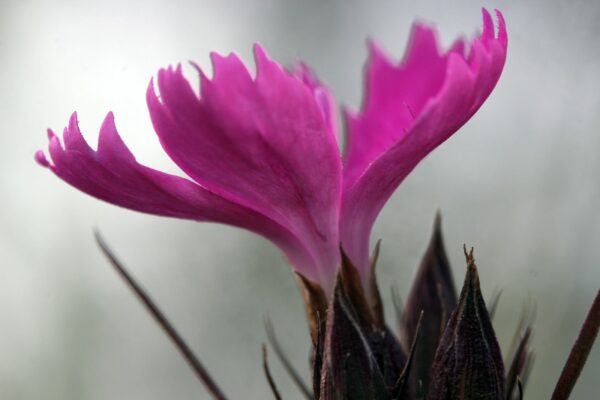 <b>Dianthus carthusianorum</b> Kartäuser-Nelke – Bild 3