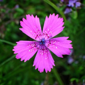 <b>Dianthus deltoides</b> Heide-Nelke