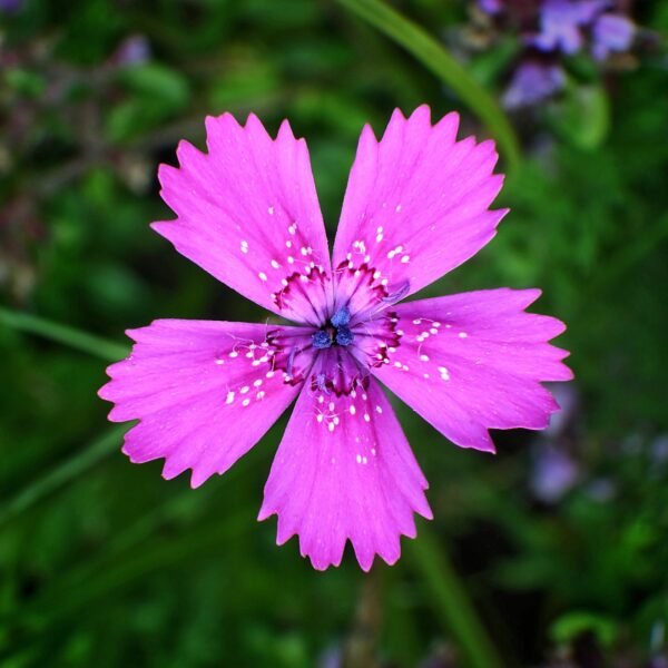 <b>Dianthus deltoides</b> Heide-Nelke