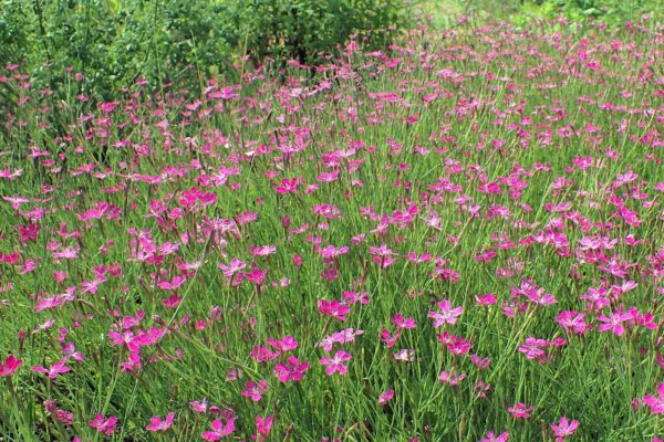 <b>Dianthus deltoides</b> Heide-Nelke – Bild 2