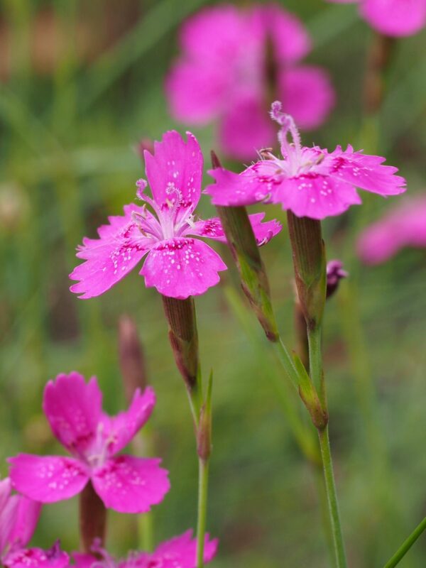 <b>Dianthus deltoides</b> Heide-Nelke – Bild 3