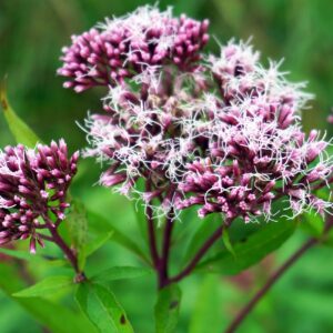 <b>Eupatorium cannabinum</b> Gewöhnlicher Wasserdost