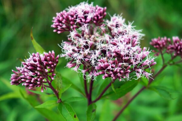 <b>Eupatorium cannabinum</b> Gewöhnlicher Wasserdost