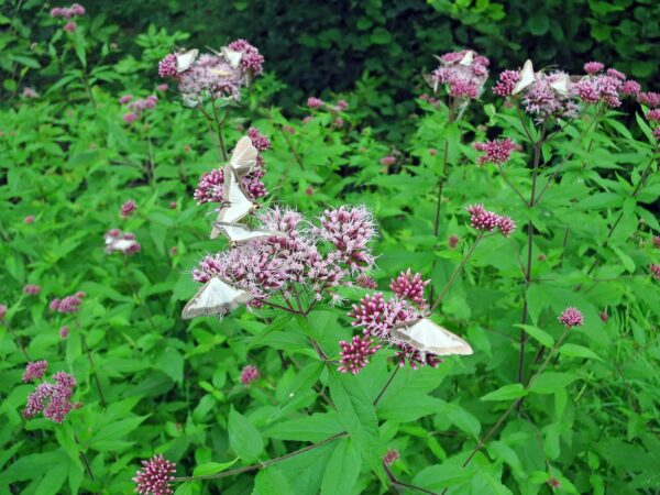 <b>Eupatorium cannabinum</b> Gewöhnlicher Wasserdost – Bild 2