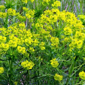 <b>Euphorbia cyparissias</b> Zypressen-Wolfsmilch