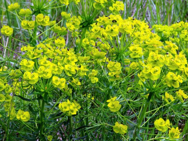 <b>Euphorbia cyparissias</b> Zypressen-Wolfsmilch