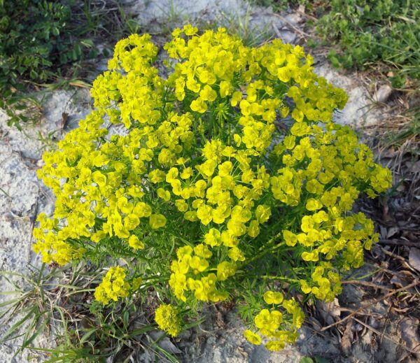<b>Euphorbia cyparissias</b> Zypressen-Wolfsmilch – Bild 2