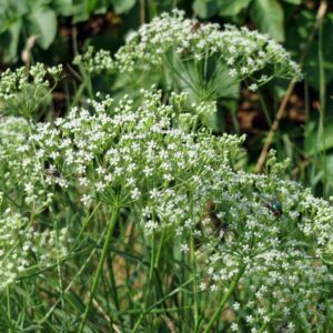 <b>Falcaria vulgaris</b> Gewöhnliche Sichelmöhre