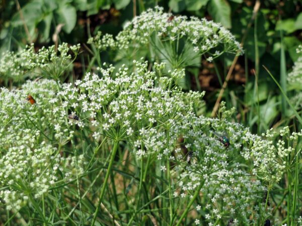 <b>Falcaria vulgaris</b> Gewöhnliche Sichelmöhre