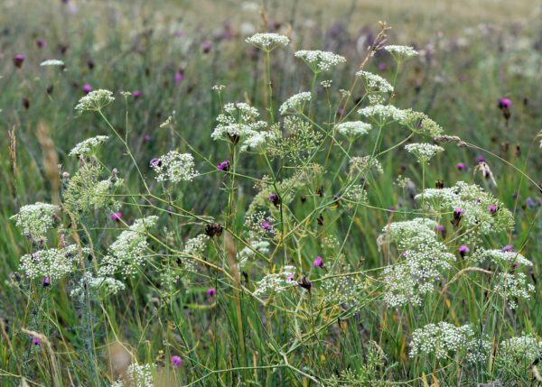 <b>Falcaria vulgaris</b> Gewöhnliche Sichelmöhre – Bild 2