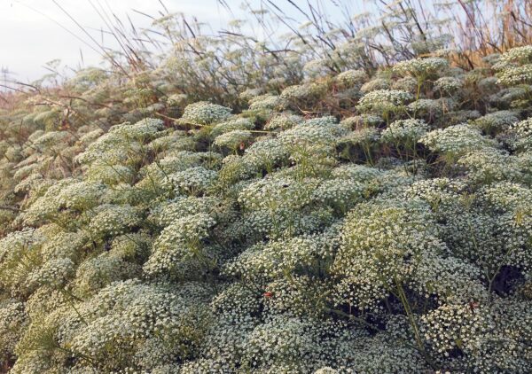 <b>Falcaria vulgaris</b> Gewöhnliche Sichelmöhre – Bild 3