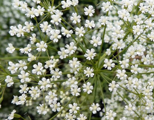 <b>Falcaria vulgaris</b> Gewöhnliche Sichelmöhre – Bild 4