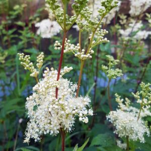 <b>Filipendula ulmaria</b> Echtes Mädesüß