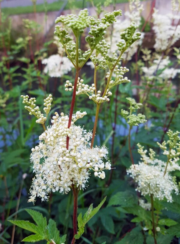 <b>Filipendula ulmaria</b> Echtes Mädesüß